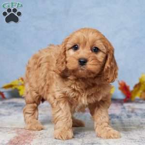 Bailey, Cavapoo Puppy